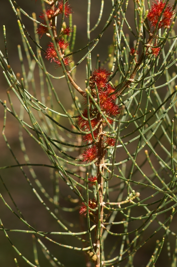 Allocasuarina muelleriana